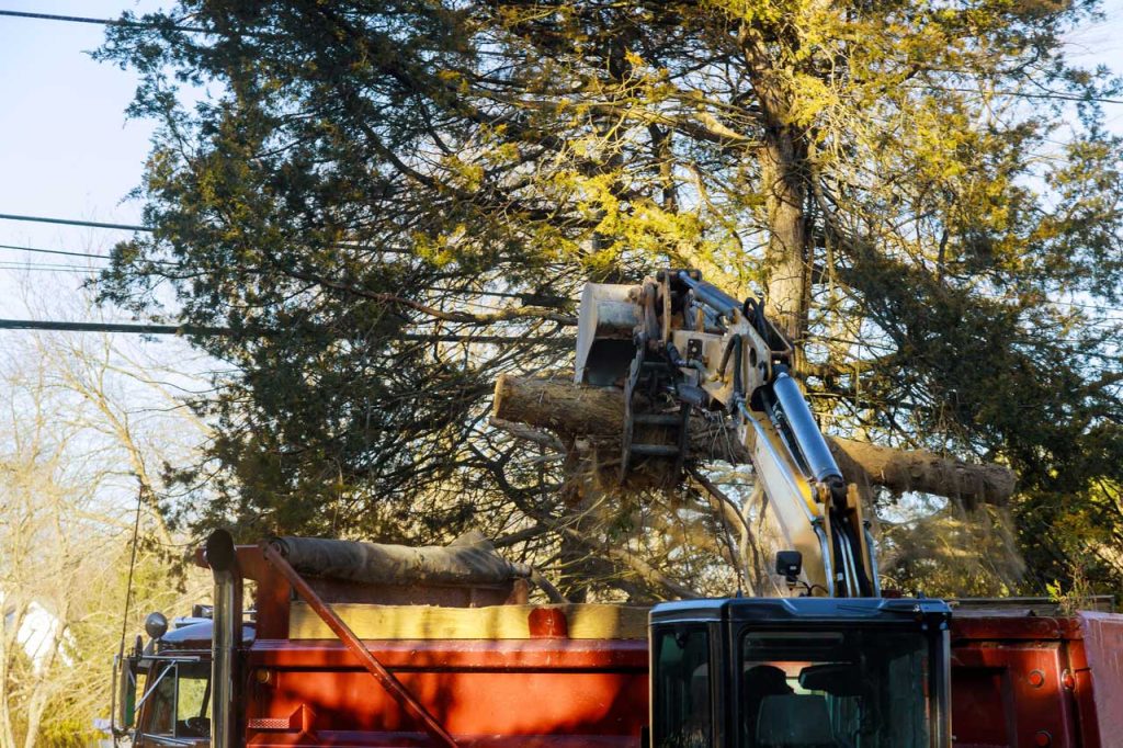 Tree Removal