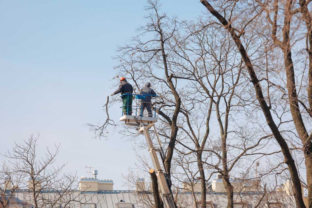 Tree Trimming