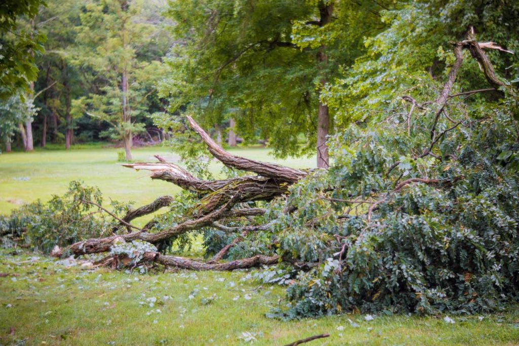 storm tree debris